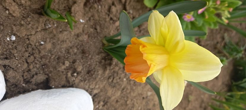  - Sub tutela soarelui