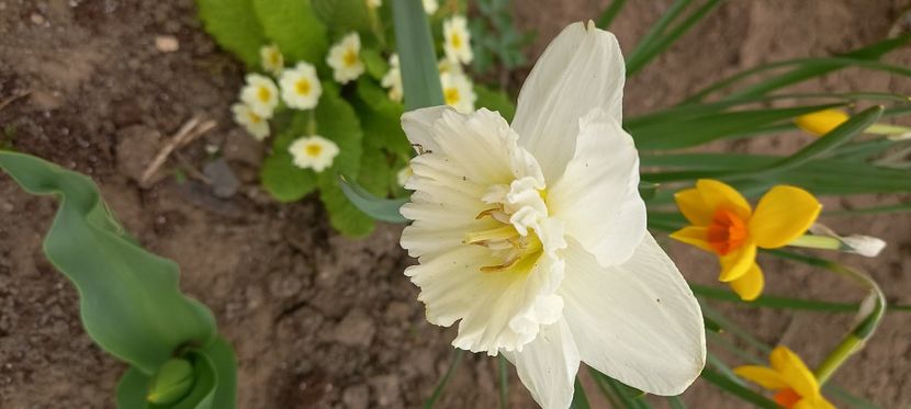  - Sub tutela soarelui