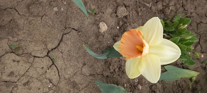  - Sub tutela soarelui