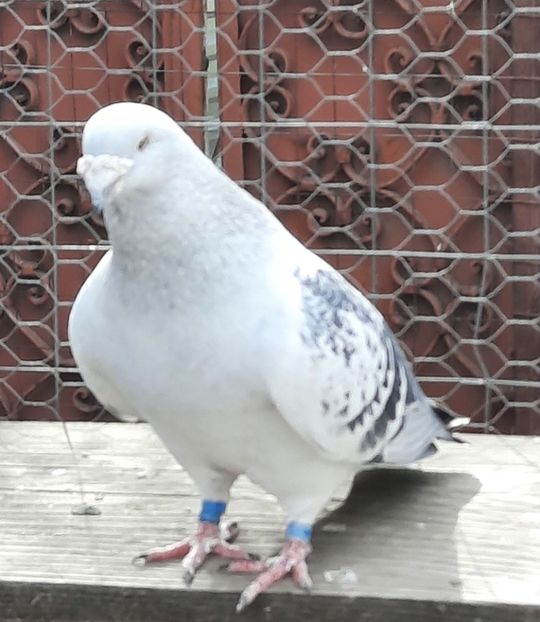  - MATCĂ 2022