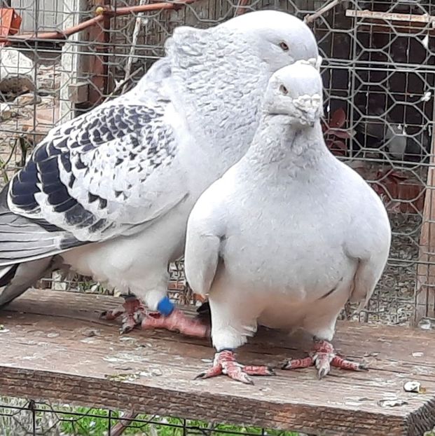  - MATCĂ 2022