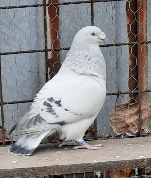  - MATCĂ 2022