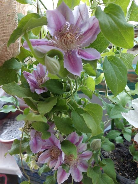  - Clematita Dr Ruppel