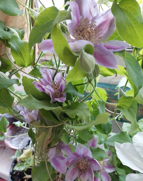  - Clematita Dr Ruppel