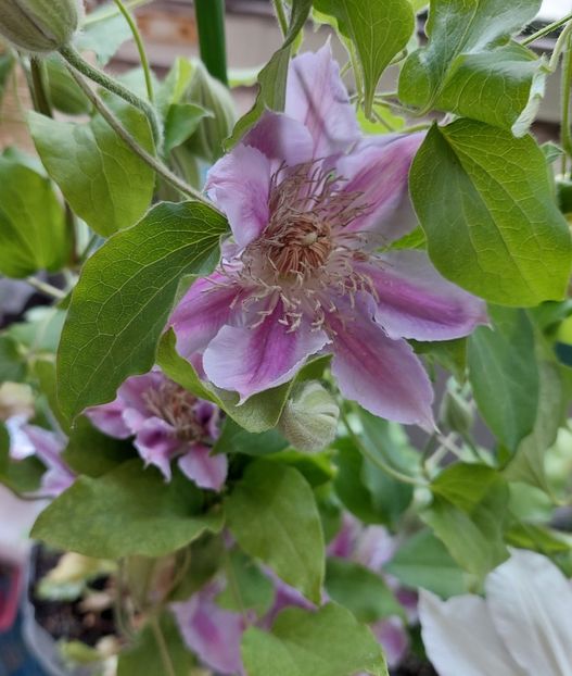  - Clematita Dr Ruppel