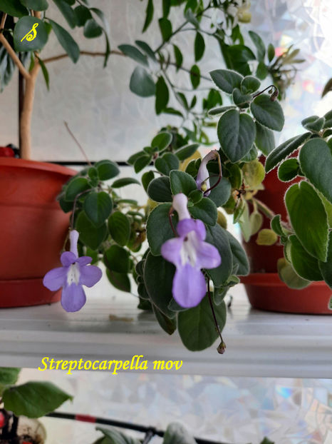Streptocarpella mov(9-04-2022) - Gesneriaceae 2022