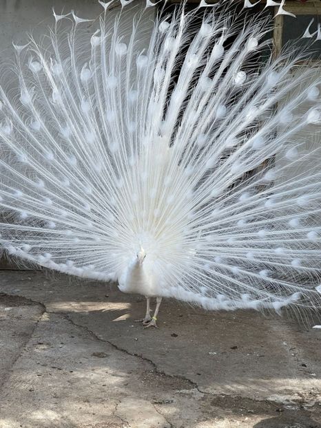 023F3E98-F356-4905-A81E-87E495C2A4C1 - Pauni