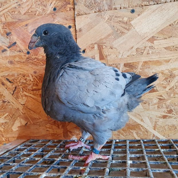 22 - 10321 - Pui 2022