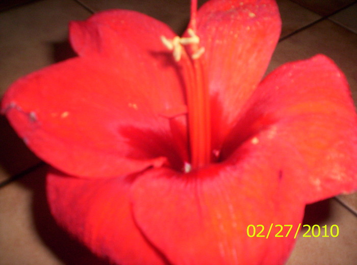 un martisor - flori de primavara 2010