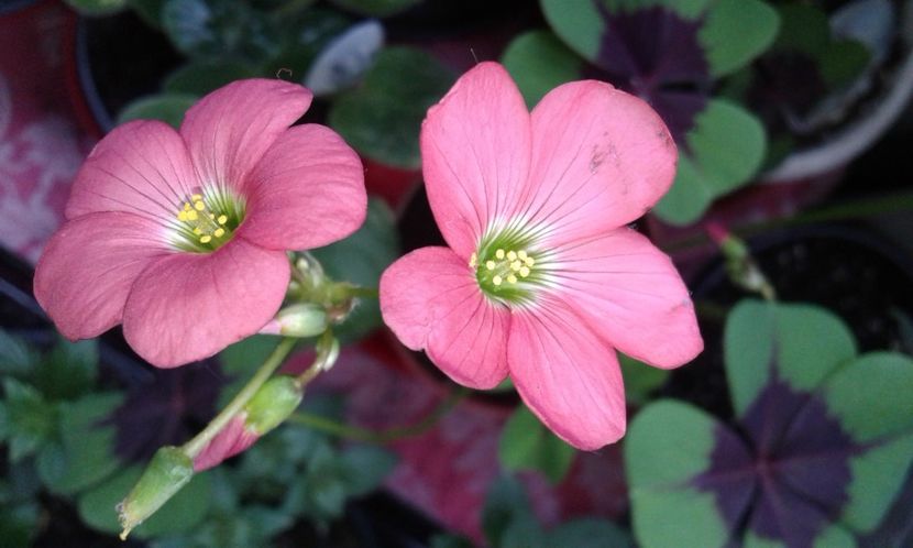 oxalis - 2022 - Violete - Oxalis - Kalanchoe