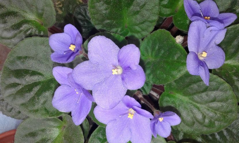 Violeta Mov deschis - 2022 - Violete - Oxalis - Kalanchoe