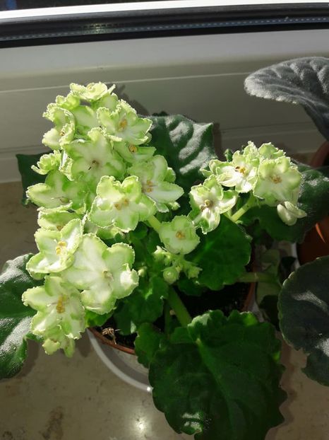 Mavka - 2022 - Violete - Oxalis - Kalanchoe