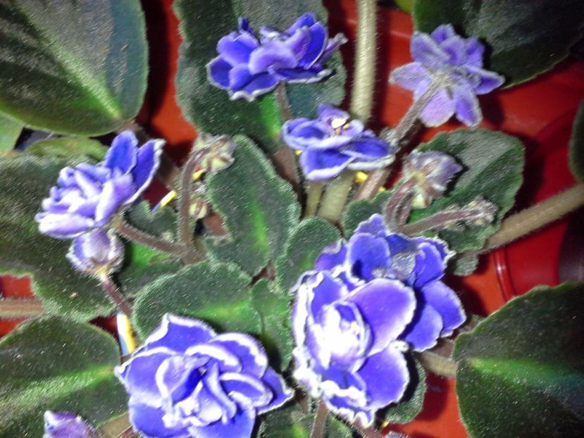 Op Yellestone - 2022 - Violete - Oxalis - Kalanchoe