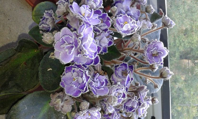 Violeta Optimara Trinidad II - 2022 - Violete - Oxalis - Kalanchoe