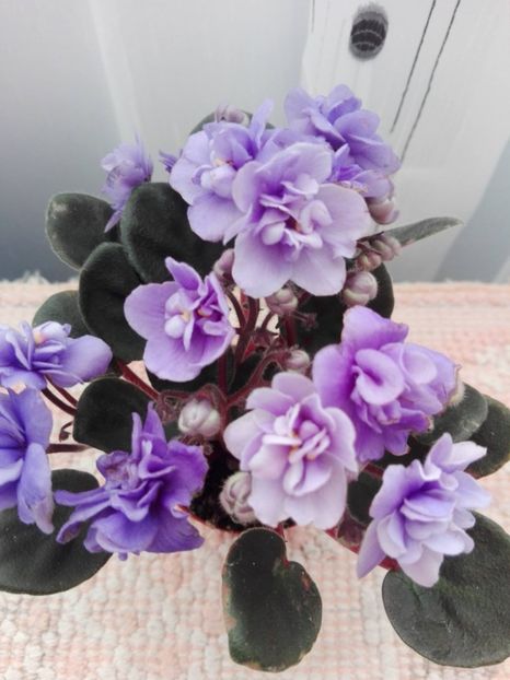  - 2022 - Violete - Oxalis - Kalanchoe