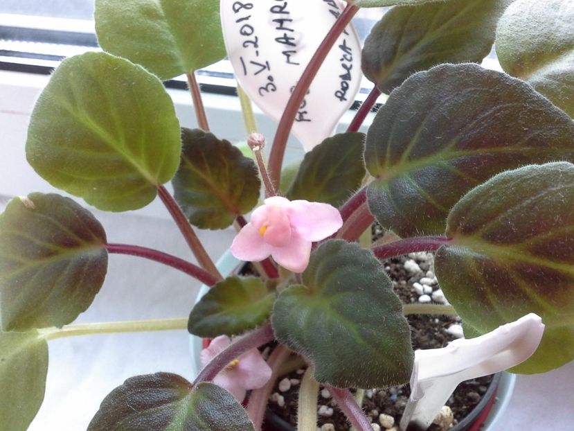 Roz Marmeia - 2022 - Violete - Oxalis - Kalanchoe