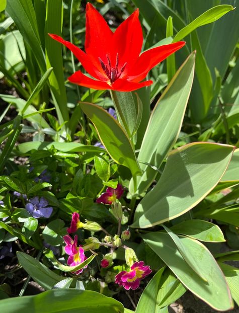 0784BCC9-3523-494F-8BF7-DD1BFFEF2DDE - Primule 21 22 23 24