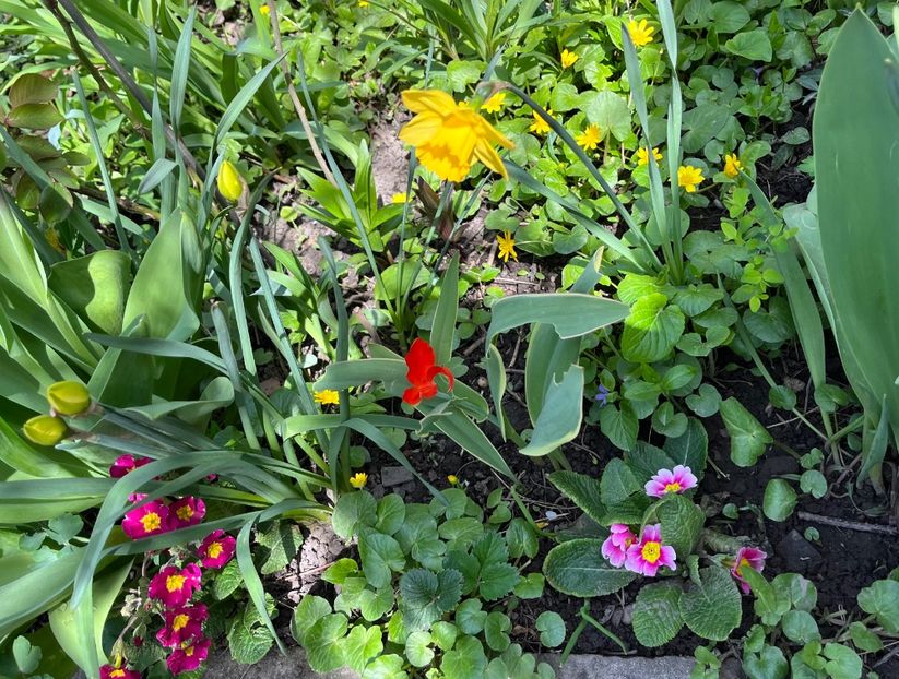 BE23B290-2E79-458D-82C6-2D7EFF0D8582 - Primule 21 22 23 24