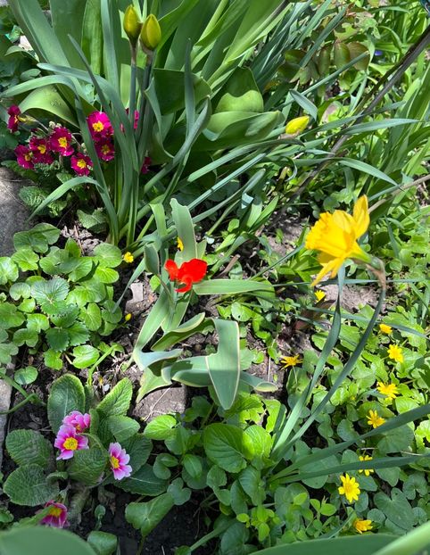 19CB0F27-5367-49E9-BF50-2554612C3EE7 - Primule 21 22 23 24