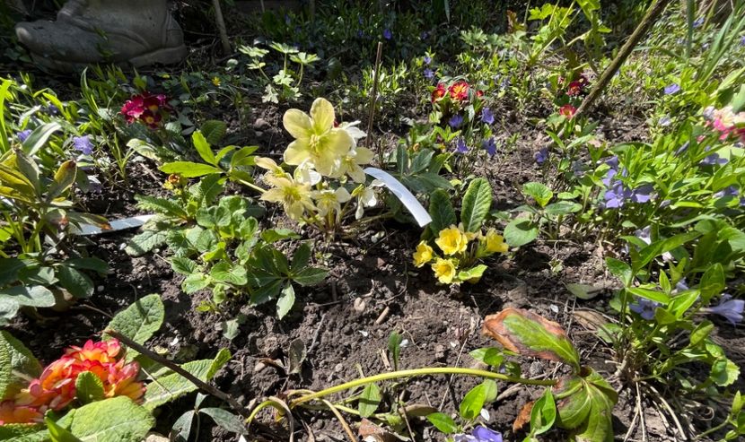 5D496283-1FD5-4358-AFDB-79339EA78C62 - Primule 21 22 23 24