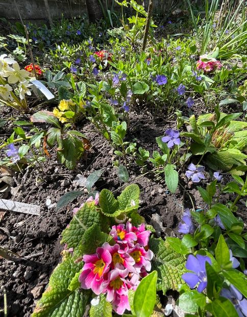 4B5B53C8-2496-49CC-9579-0F92F8F5D78D - Primule 21 22 23 24