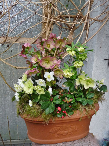  - Helleborus - Spanz