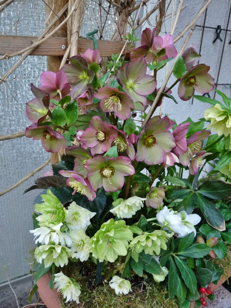  - Helleborus - Spanz