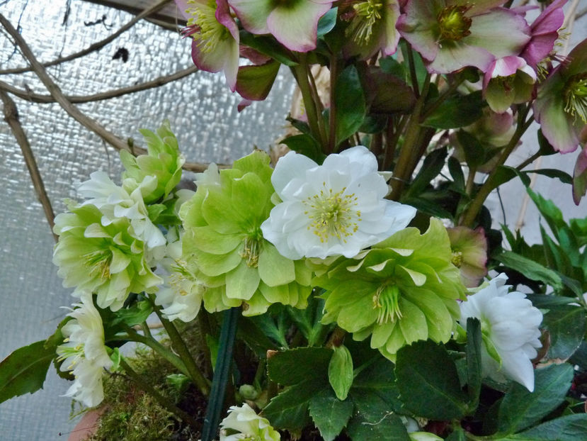  - Helleborus - Spanz