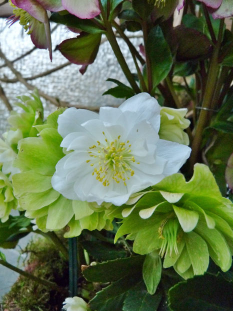  - Helleborus - Spanz