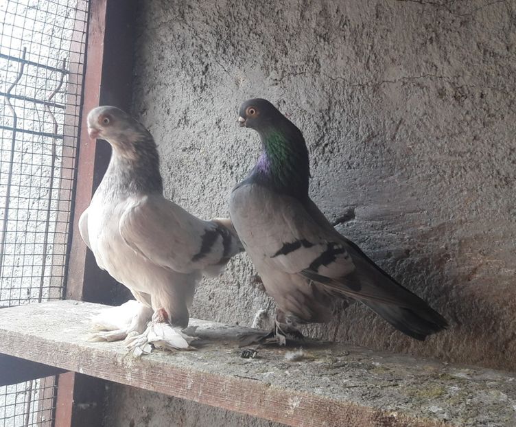 FM 2021 - Cioc scurt de Berlin 2022