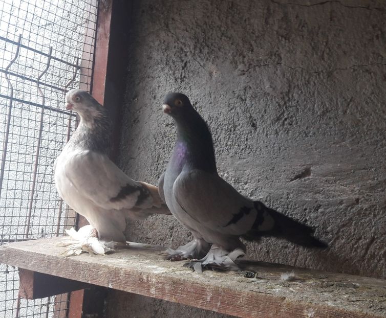  - Cioc scurt de Berlin 2022