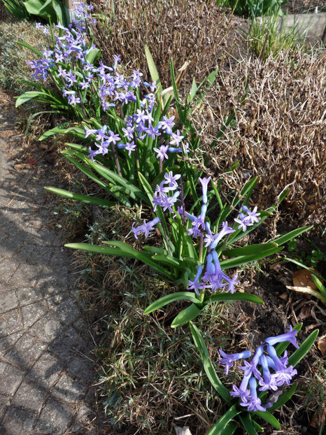  - 2022 - 01 - Primavara