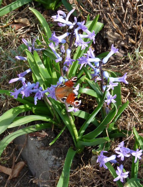  - 2022 - 01 - Primavara