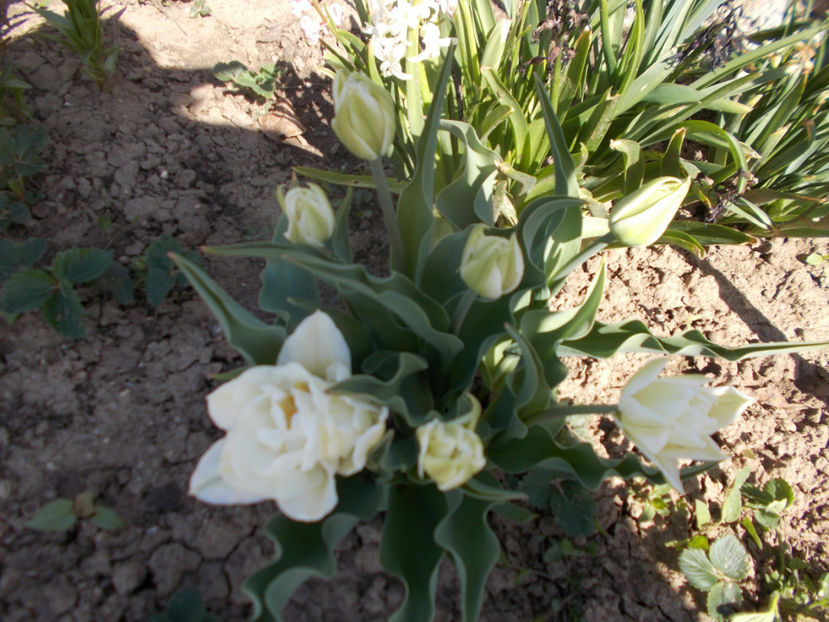  - Flori de gradina-2016-2017-2018-2019-2022