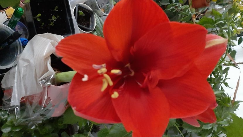  - diverse flori 2022