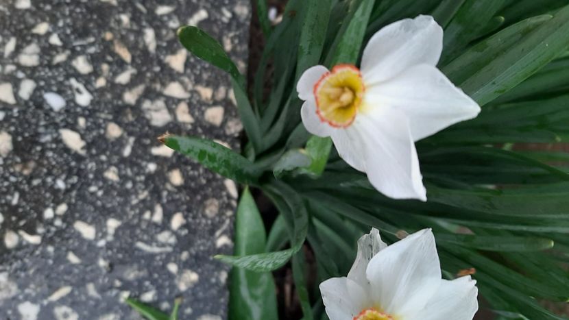  - diverse flori 2022