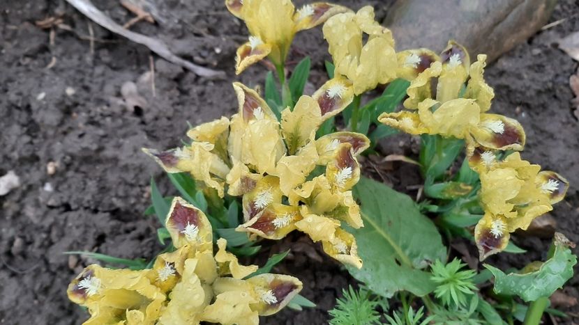  - diverse flori 2022