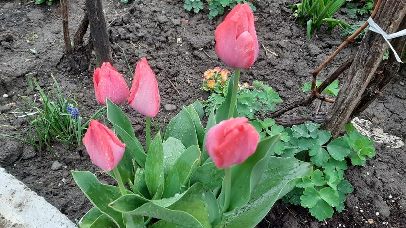  - diverse flori 2022