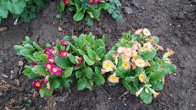  - diverse flori 2022