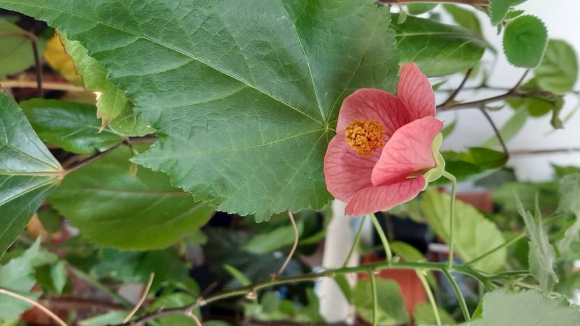  - diverse flori 2022