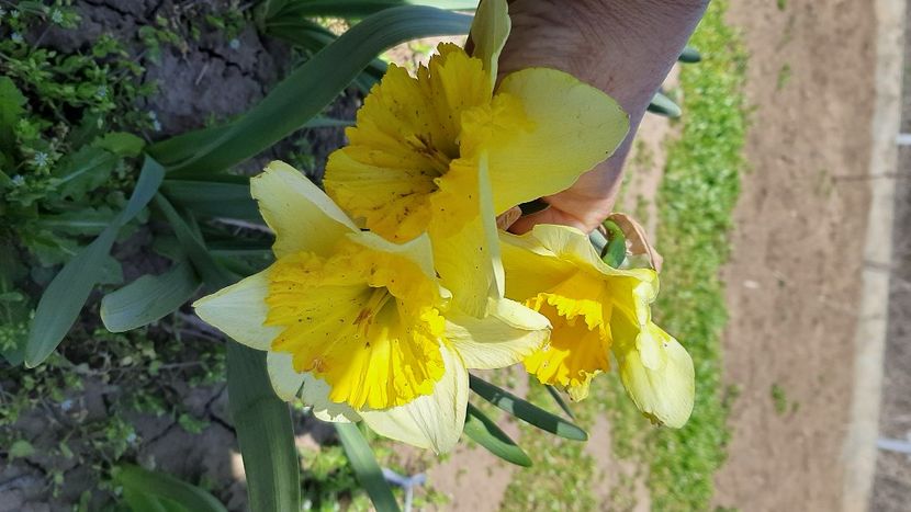  - diverse flori 2022