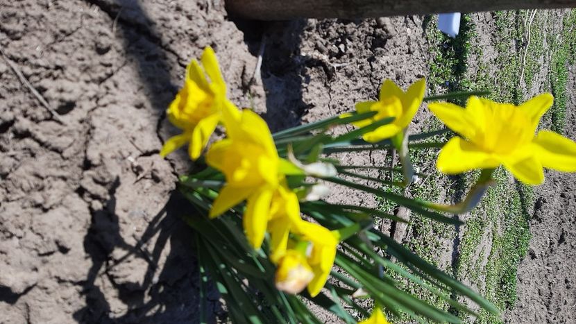  - diverse flori 2022