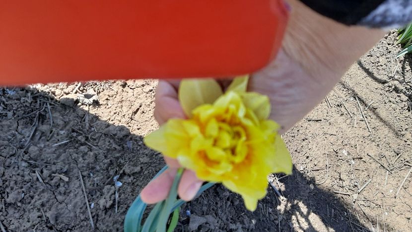  - diverse flori 2022