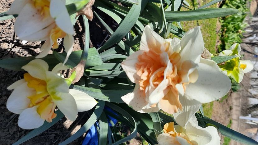  - diverse flori 2022