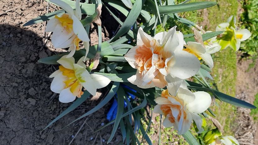  - diverse flori 2022