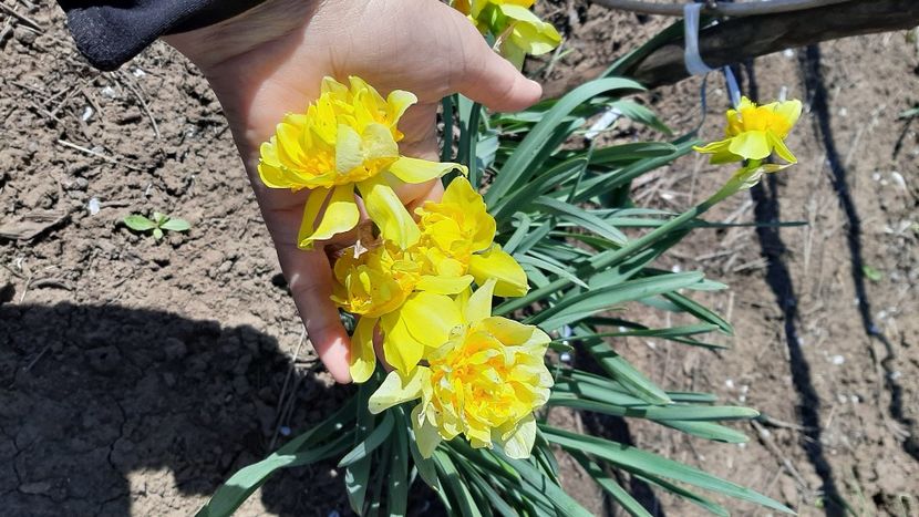  - diverse flori 2022