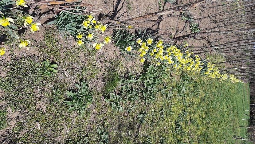  - diverse flori 2022