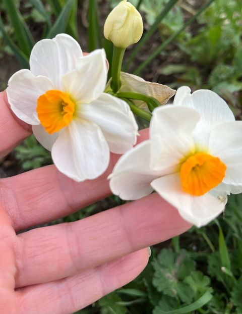 6C5052F6-7026-417B-B6BB-F41205AB910A - Narcise 2019 2022 25