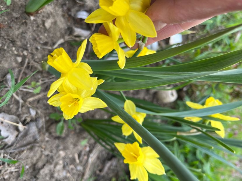 01D7D394-4C28-4663-A495-AA93D83AA789 - Narcise 2019 2022 25