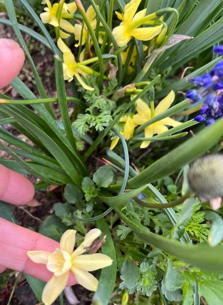 8ACED5D1-2023-4A27-A728-93181F4A1D20 - Narcise 2019 2022 25